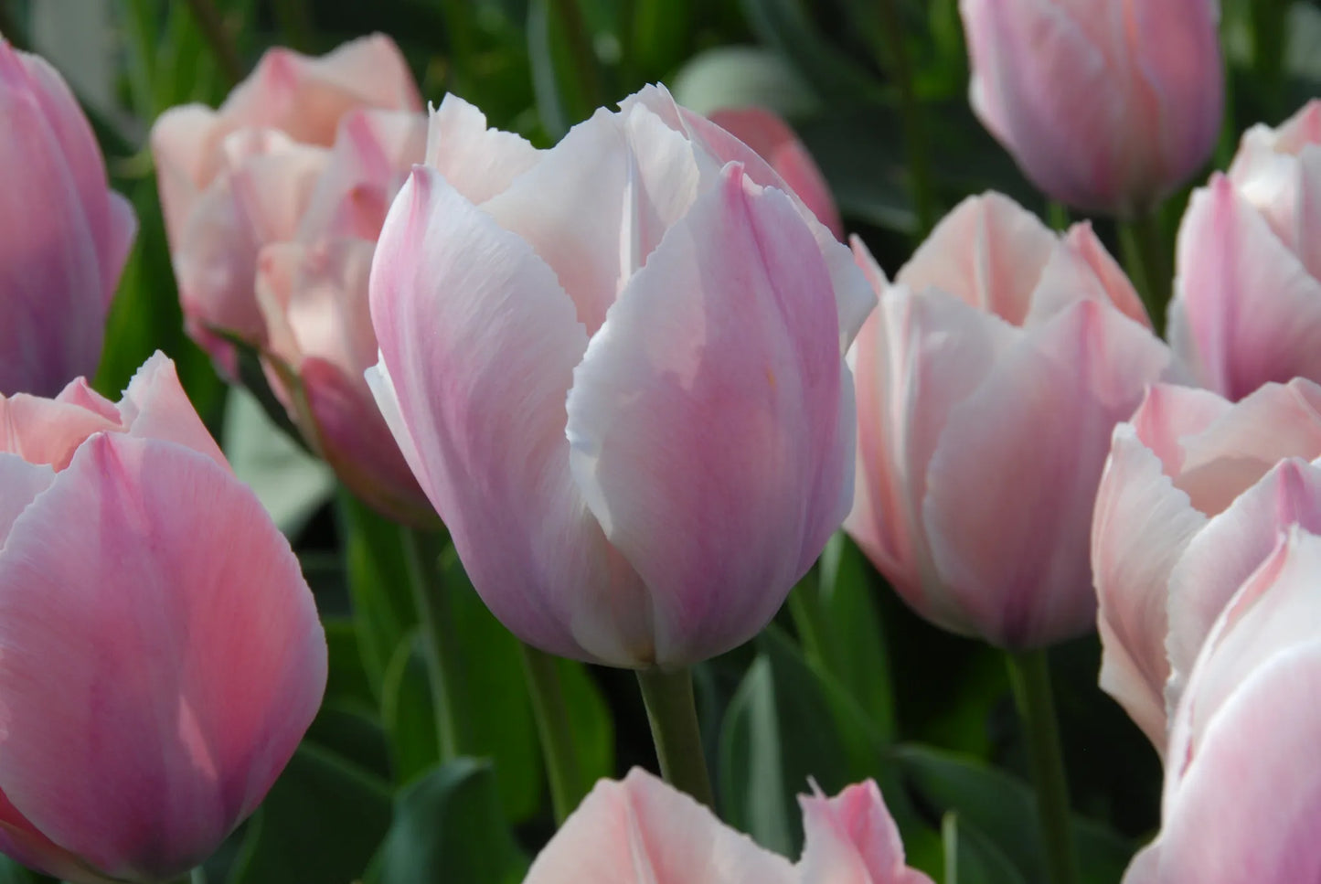 Untreated Tulip Salmon Van Eijk® flower bulbs size 12/+ (1023000) for individuals