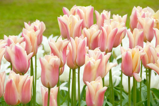 Bulbes de fleurs Non-Traité Tulipe  Sanne® calibre 12/+ (1030600)