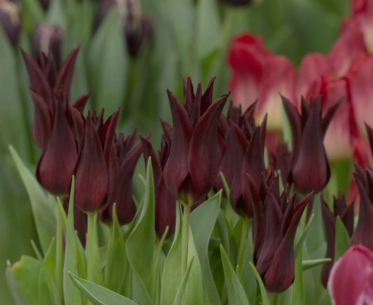 Bulbes de fleurs Non-Traité Tulipe  Sarah Raven calibre 12/+ (1045300)