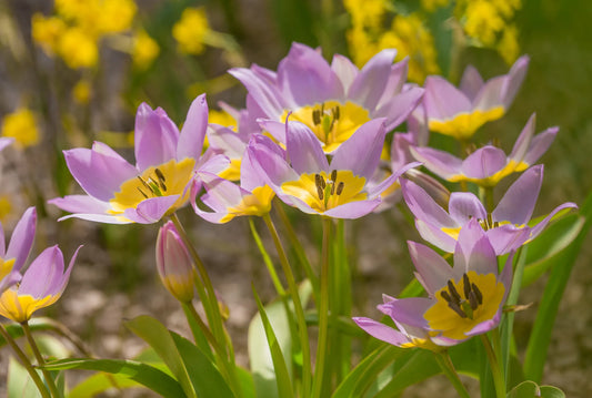 Bulbes de fleurs Non-Traité Tulipe saxatilis  calibre 6/+ (1014400)