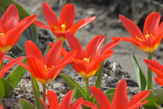 Bulbes de fleurs Non-Traité Tulipe  Scarlet Baby calibre 12/+ (1014500)