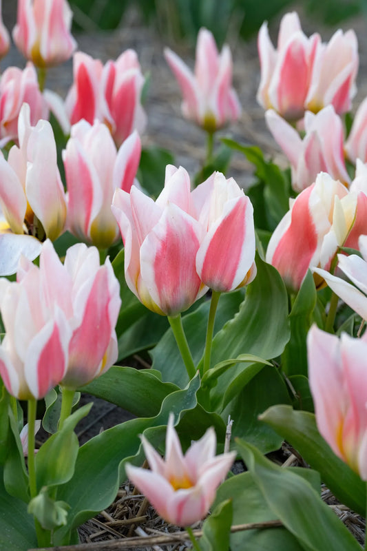 Bulbes de fleurs Non-Traité Tulipe  Serano calibre 12/+ (1059100)