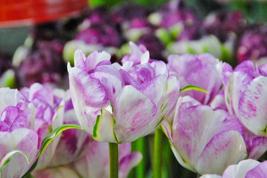 Bulbes de fleurs Non-Traité Tulipe  Shirley Double® calibre 12/+ (1004900)
