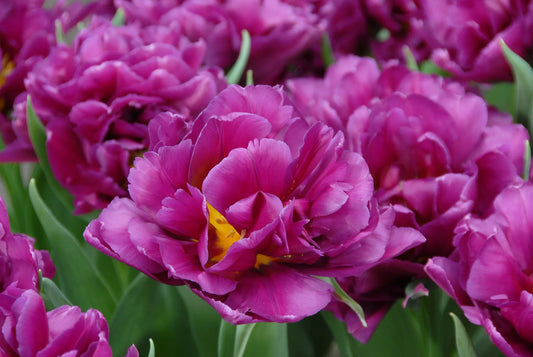 Bulbes de fleurs Non-Traité Tulipe  Showcase calibre 12/+ (1014700)