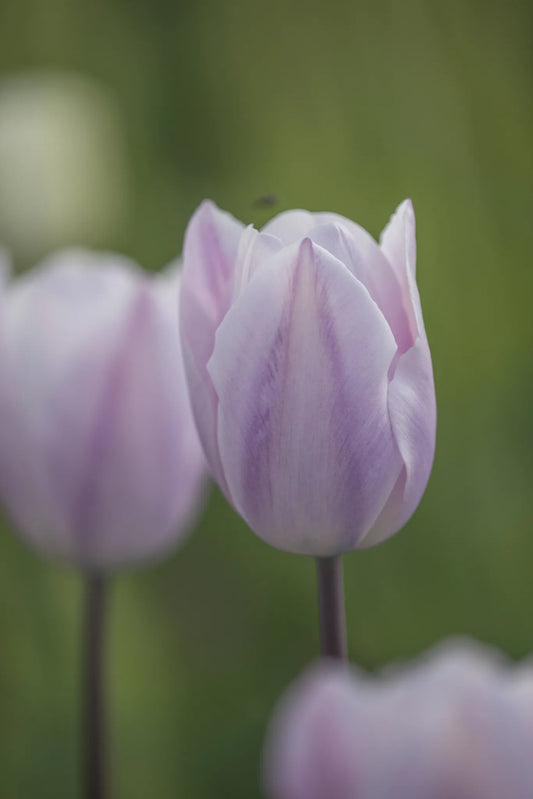Bulbes de fleurs Non-Traité Tulipe  Silver Cloud calibre 12/+ (1014900)