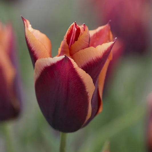 Bulbes de fleurs Non-Traité Tulipe  Slawa® calibre 12/+ (1015100)