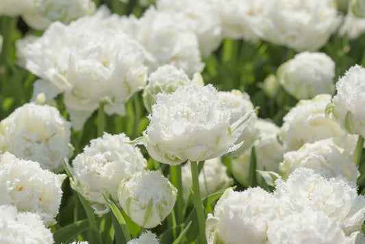 Bulbes de fleurs Non-Traité Tulipe  Snow Crystal® calibre 12/+ (1015800)