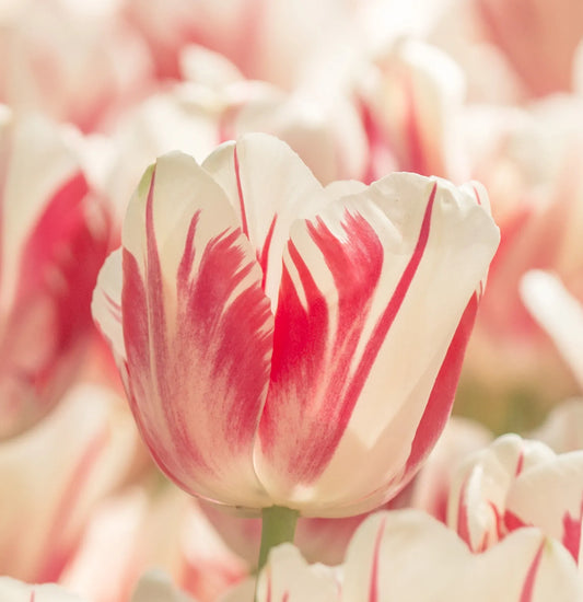 Bulbes de fleurs Non-Traité Tulipe  Sorbet calibre 12/+ (1023600)
