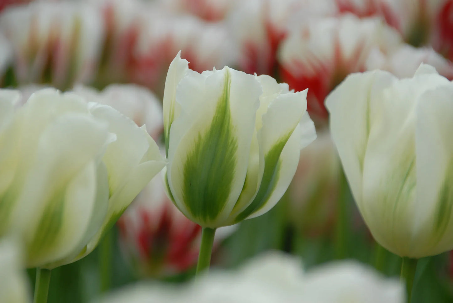 Bulbes de fleurs Non-Traité Tulipe  Spring Green calibre 12/+ (1015200)