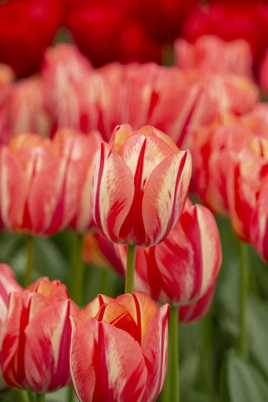 Bulbes de fleurs Non-Traité Tulipe  Spryng Break® calibre 12/+ (1045100)