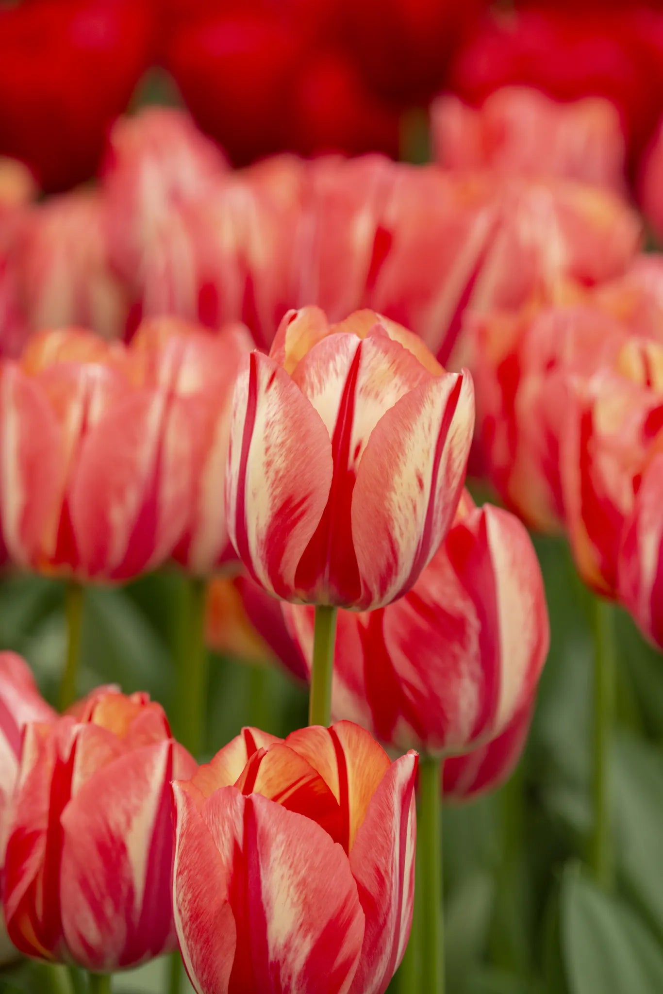 Untreated Tulip Spryng Break® flower bulbs size 12/+ (1045100) for individuals