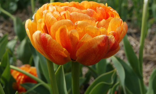 Bulbes de fleurs Non-Traité Tulipe  Sun Lover® calibre 12/+ (1015400)
