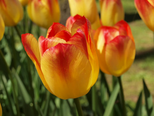 Bulbes de fleurs Non-Traité Tulipe  Suncatcher® calibre 12/+ (1037400)