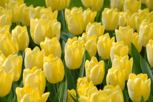 Bulbes de fleurs Non-Traité Tulipe  Sunny Prince® calibre 12/+ (1015500)