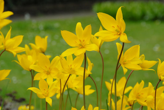 Bulbes de fleurs Non-Traité Tulipe sylvestris  calibre 6/+ (1016300)