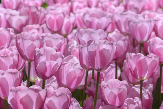 Bulbes de fleurs Non-Traité Tulipe  Synaeda Amor calibre 12/+ (1047200)