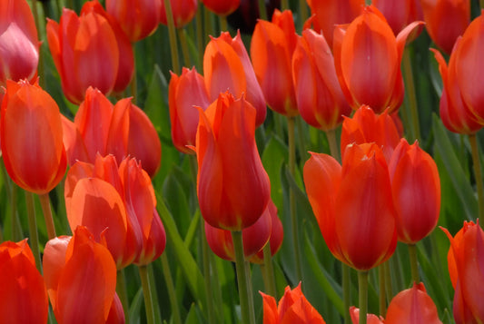 Bulbes de fleurs Non-Traité Tulipe  Temple of Beauty® calibre 12/+ (1016500)