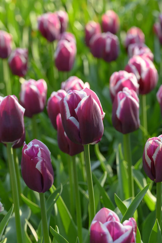 Bulbes de fleurs Non-Traité Tulipe  Tiramisu® calibre 12/+ (1059200)