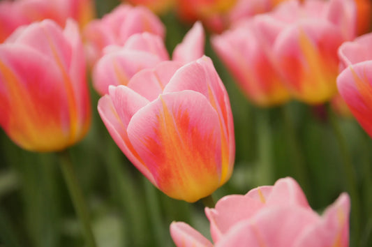 Bulbes de fleurs Non-Traité Tulipe  Tom Pouce® calibre 12/+ (1016600)