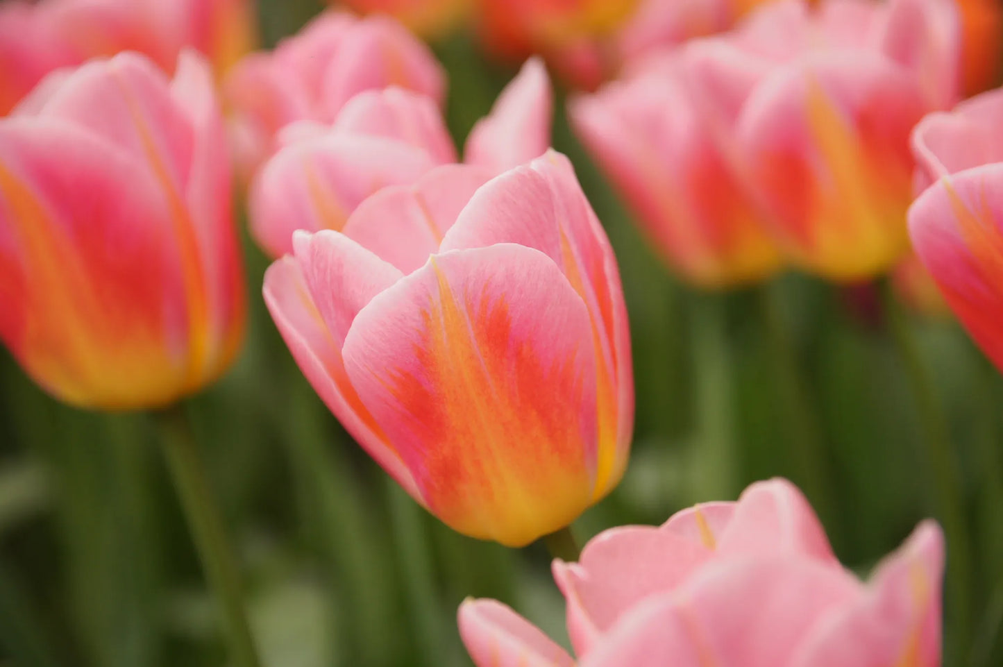 Untreated Tulip Tom Thumb® flower bulbs size 12/+ (1016600) for individuals