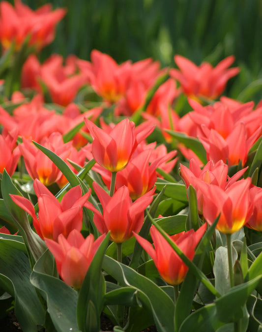 Bulbes de fleurs Non-Traité Tulipe  Toronto calibre 12/+ (1016700)