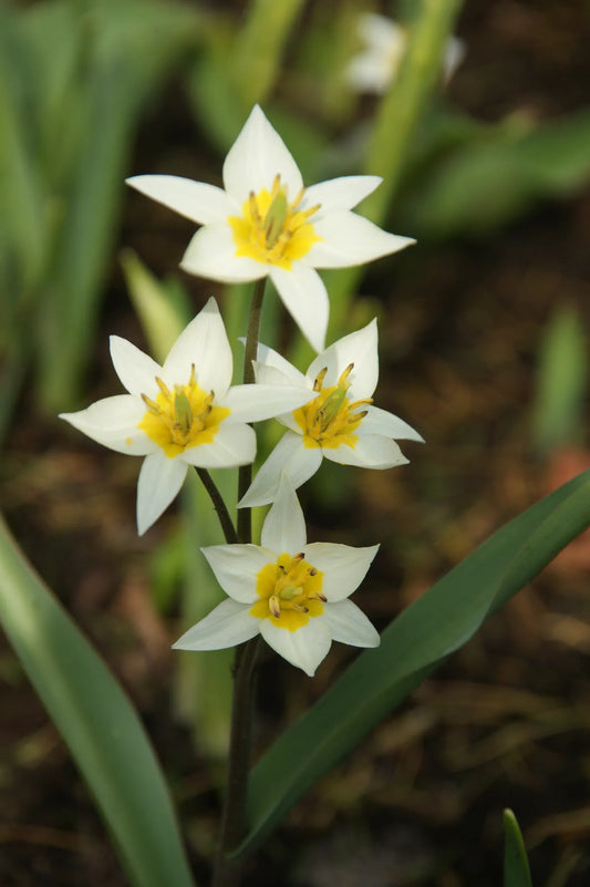 Bulbes de fleurs Non-Traité Tulipe turkestanica  calibre 7/8 (1017000)