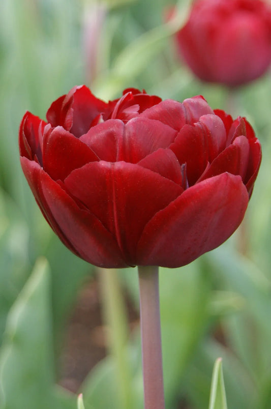 Bulbes de fleurs Non-Traité Tulipe  Uncle Tom calibre 12/+ (1017100)