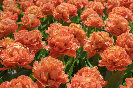 Bulbes de fleurs Non-Traité Tulipe  Valdivia calibre 12/+ (1053000)