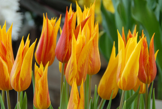 Bulbes de fleurs Non-Traité Tulipe  Vendeeglobe calibre 12/+ (1036600)