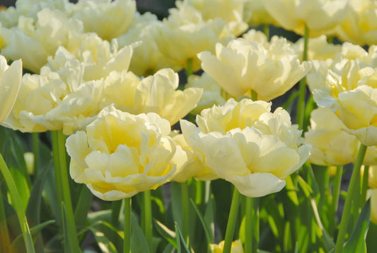 Bulbes de fleurs Non-Traité Tulipe  Verona calibre 12/+ (1017300)