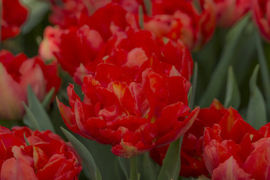 Bulbes de fleurs Non-Traité Tulipe  Viking calibre 12/+ (1017500)