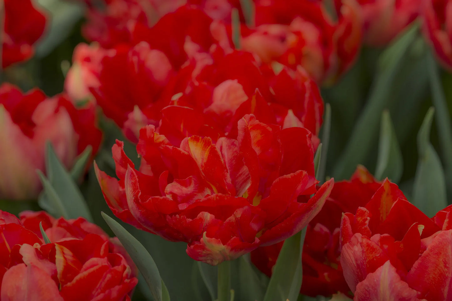 Untreated flower bulbs Viking Tulip size 12/+ (1017500) for individuals