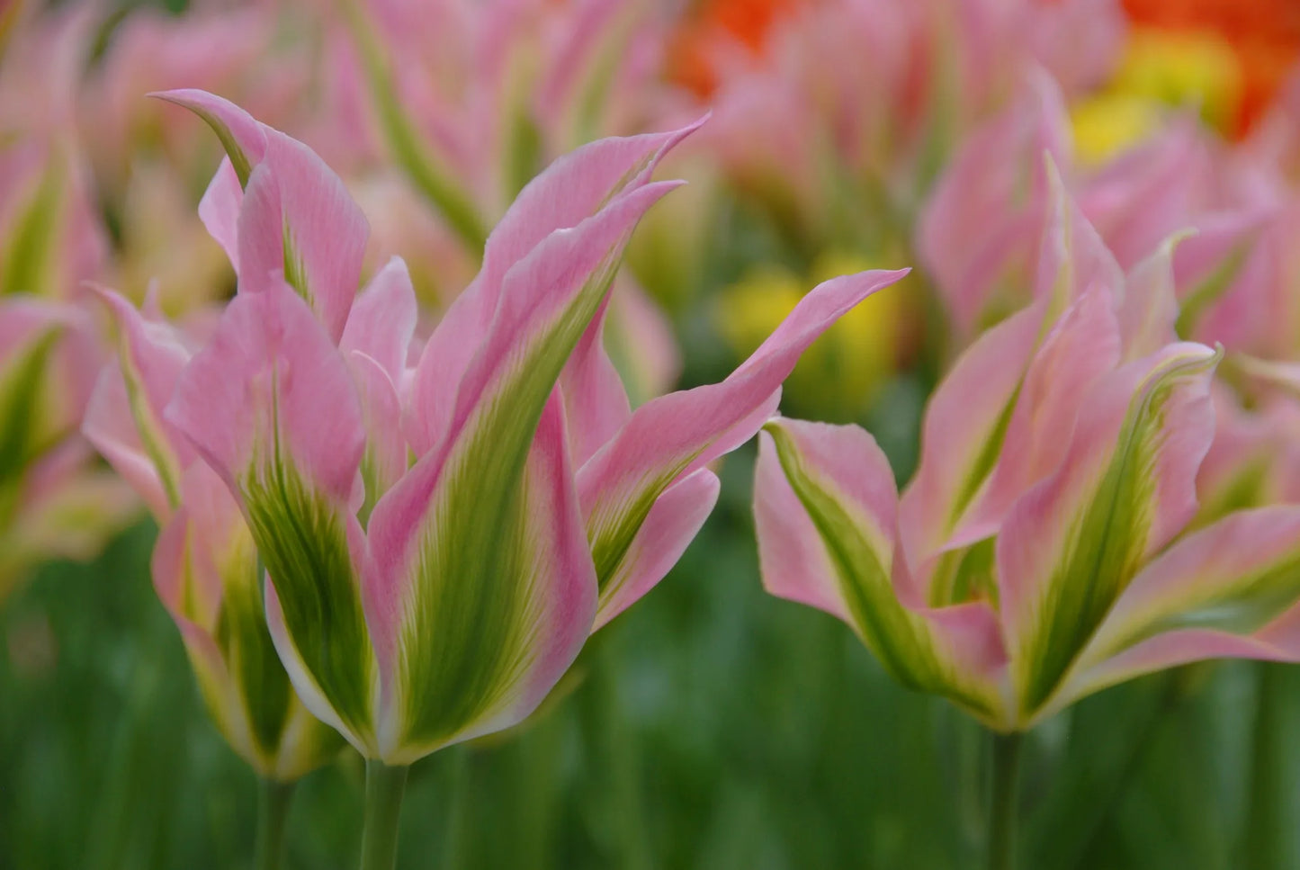 Untreated flower bulbs Tulip Virichic size 12/+ (1029700) for individuals