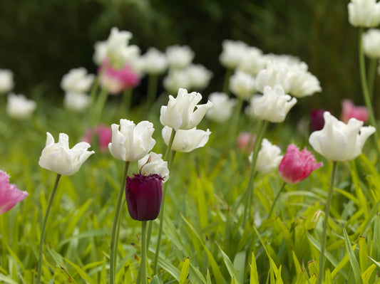 Bulbes de fleurs Non-Traité Tulipe  White Liberstar® calibre 12/+ (1036100)