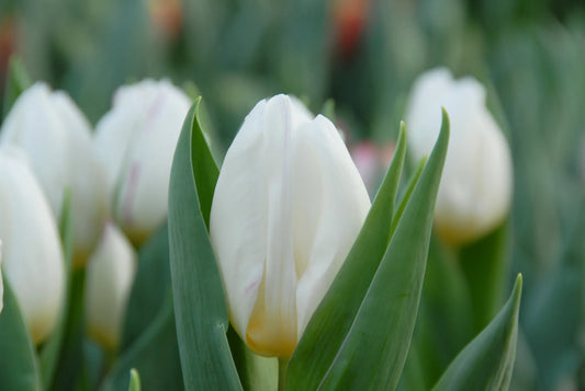 Bulbes de fleurs Non-Traité Tulipe  White Prince® calibre 12/+ (1040300)