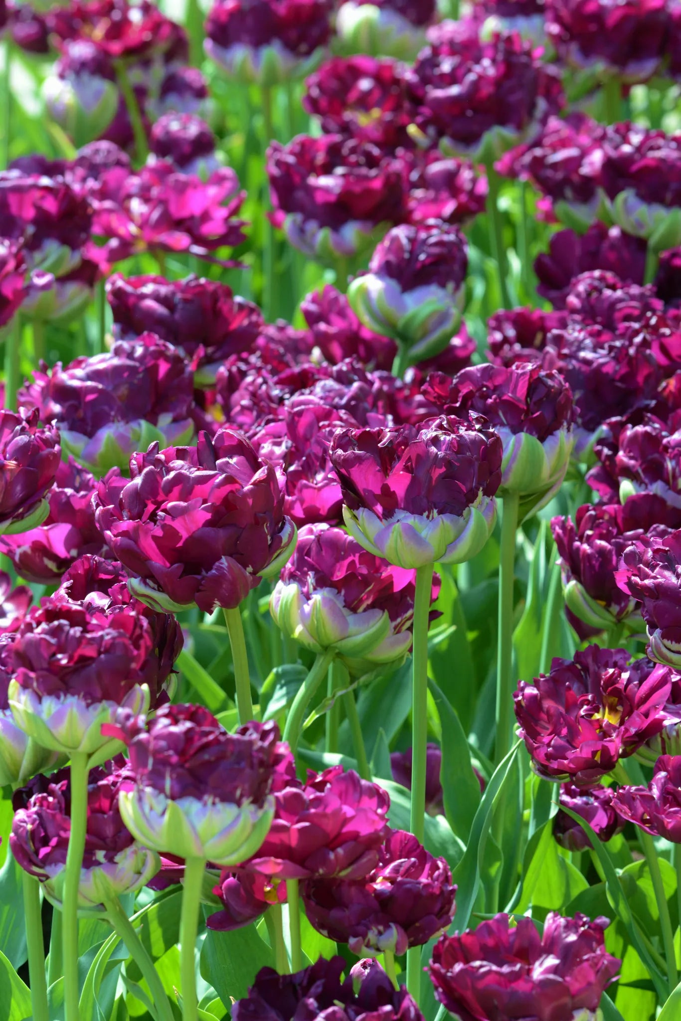 Bulbes de fleurs Non-Traité Tulipe  Wow® calibre 12/+ (1031100)