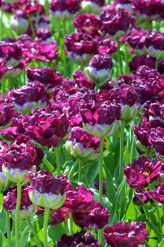 Bulbes de fleurs Non-Traité Tulipe  Wow® calibre 12/+ (1031100)