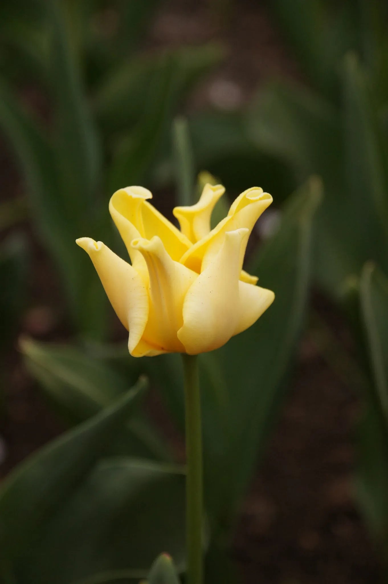 Untreated flower bulbs Tulip Yellow Crown size 12/+ (1036200) for individuals