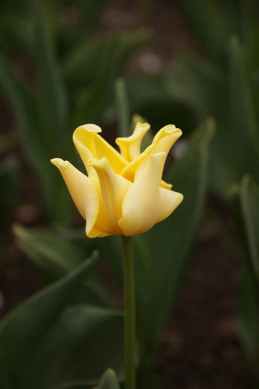 Untreated flower bulbs Tulip Yellow Crown size 12/+ (1036200) for individuals