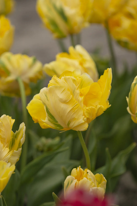 Bulbes de fleurs Non-Traité Tulipe  Yellow Madonna® calibre 12/+ (1054700)