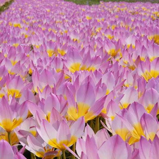 Bulbes de fleurs Non-Traité Tulipe bakeri Lilac Wonder calibre 6/+ (1001900)