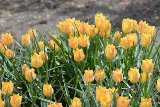 Bulbes de fleurs Non-Traité Tulipe batalinii Bright Gem calibre 6/+ (1002000)