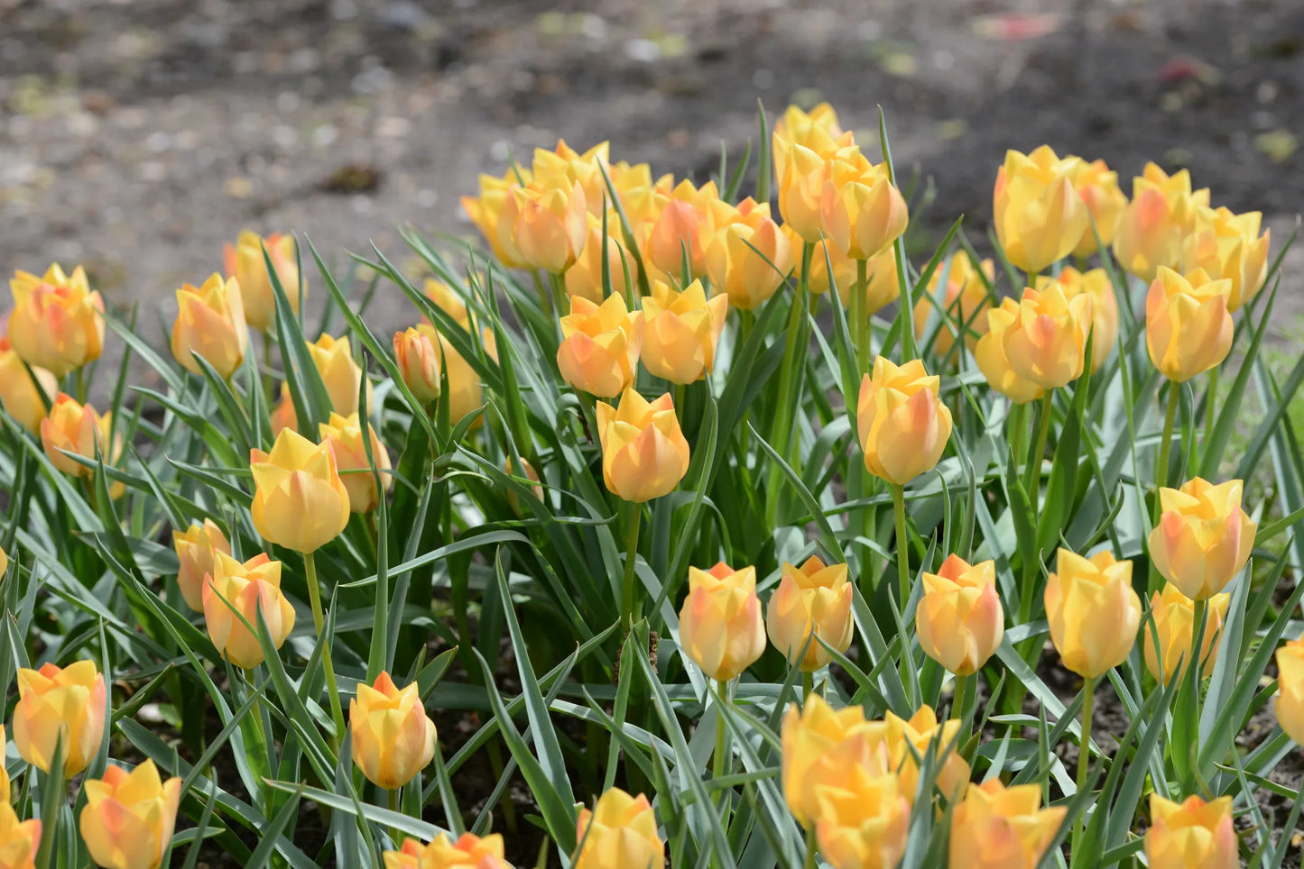 Untreated Tulip batalinii Bright Gem size 6/+ (1002000) flower bulbs for individuals
