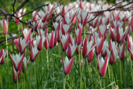 Bulbes de fleurs Non-Traité Tulipe  Peppermintstick calibre 6/+ (1024900)
