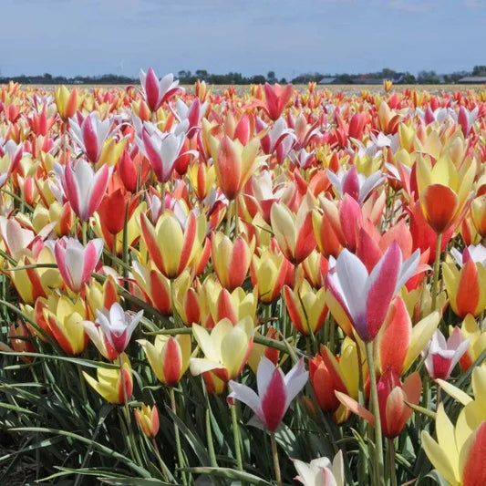 Untreated flower bulbs Mix clusiana Mix size 5/+ (1040200) for individuals