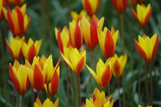 Untreated flower bulbs Tulip clusiana var. chrysantha size 5/+ (1024800) for individuals