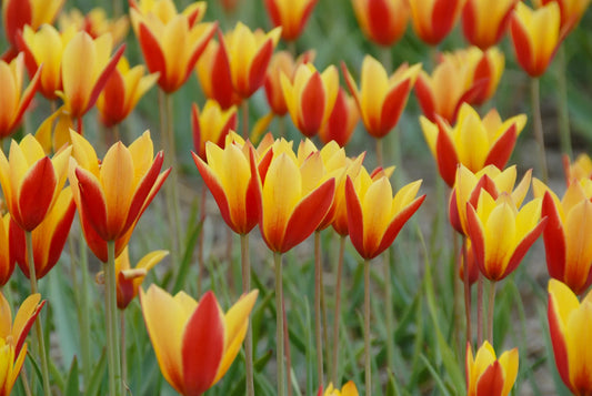 Bulbes de fleurs Non-Traité Tulipe clus. var. chrys. Tubergen's Gem calibre 5/+ (1025000)