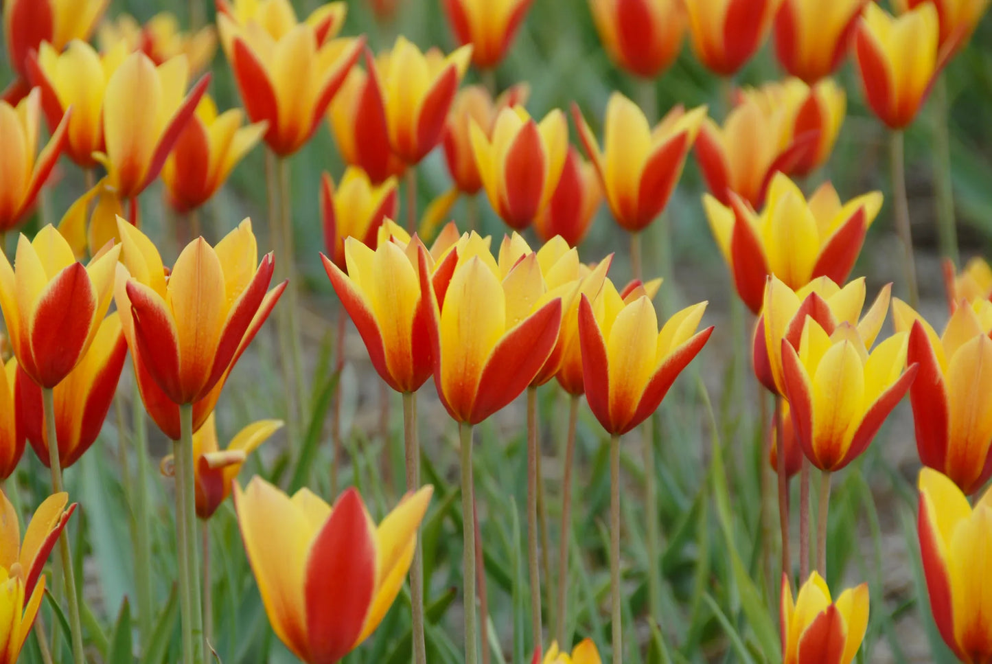 Untreated Tulip flower bulbs clus. var. chrys. Tubergen's Gem size 5/+ (1025000) for individuals
