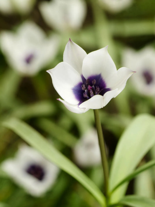 Untreated flower bulbs Tulip hum.var. pul. Alba Coerulea Oculata size 5/+ (1008300) for individuals