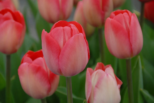 Bulbes de fleurs Non-Traité Tulipe  Van Eijk® calibre 12/+ (1020000)